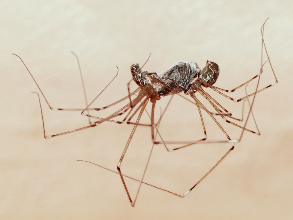 Holocnemus pluchei - Albizzate (VA)